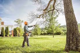 How Our Tree Care Process Works  in  New Boston, TX