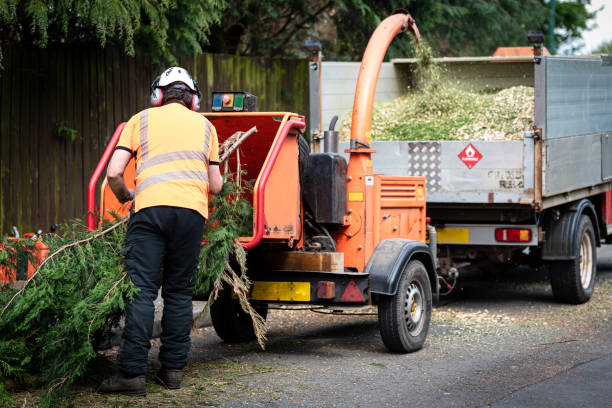 Best Tree Mulching  in New Boston, TX